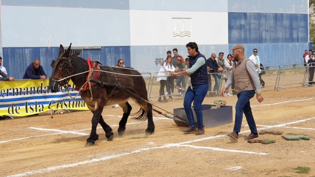 ISLA CRISTINA ACOGE EL I CAMPEONATO DE TIRO A LA PIEDRA CON MULO