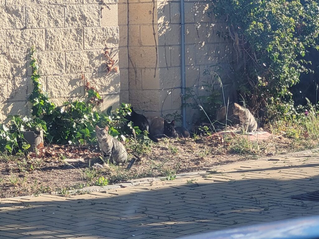 COMUNICADO DE LA DELEGACIÓN MUNICIPAL DE SANIDAD SOBRE LAS COLONIAS FELINAS